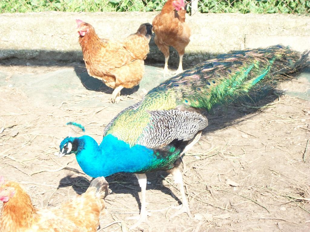 Agriturismo Primerio Hermada Ngoại thất bức ảnh