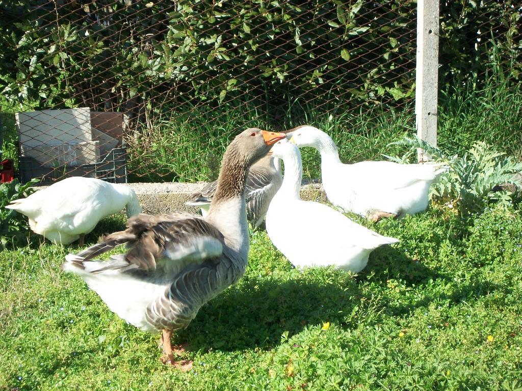Agriturismo Primerio Hermada Ngoại thất bức ảnh